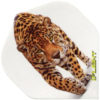 A picture of a leopard on the side of a white background.